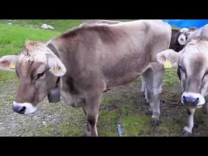 Relaxing Cow Videos: Cows Grazing & Natural Cow Sounds | Cows Mooing for Peaceful Moments