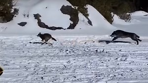 Wolf Chases Coyote In Front Of Snowmobiler (Crazy Video)