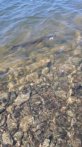 9.4K views · 92 reactions | Another Tiger Musky muskie #fishheadassassin #fishing daily #fhatackle #tackle #pikefishing | Fish Head Assassin | Facebook