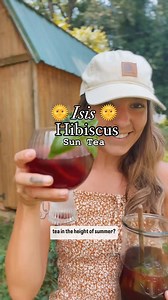 Sun Tea is a timeless classic across many cultures. 🌞🍵❤️ This Isis Hibiscus Sun Tea recipe by Felicia Cocotzin Ruiz is an ode to her Mexican descent and her favorite cooling yet tart childhood drink known as Agua de flor de Jamaica.💜 Give Felicia a follow to learn more about her traditional Curendara journey, and check out her book 🌿Earth Medicines: Ancestral Wisdom, Healing Recipes, and Wellness Rituals from a Curandera🌿 for more fabulous recipes. 🙏🏼 The calyces of the Hibiscus sabdariff