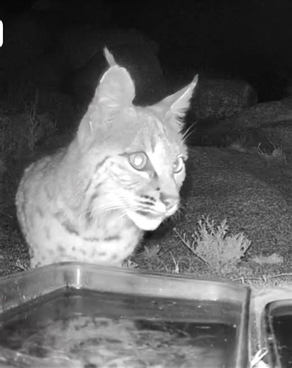 short chipmunk programming break for this beautiful bobcat who visited tonight