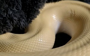 所有動物都容易忘記自己有多大