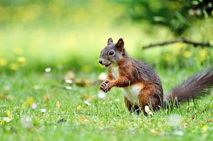 How do squirrels find their hidden nuts?