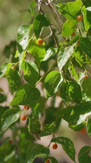 Arizona Illustrated🌵 on Instagram: "Looking for an intriguing and beneficial type of tree? You’re in luck 🌿🌳🧡 Experts say the netleaf hackberry is a great choice for people who want to use a native tree from the Sonoran Desert in their landscapes. It has positive attributes for people, pollinators and other types of wildlife. Learn about more desert plants on our YouTube channel or at azpm.org, and tune into this week’s episode Sunday at 6:30 on PBS 6 📺 #azpm #publicmedia #nativelandscaping