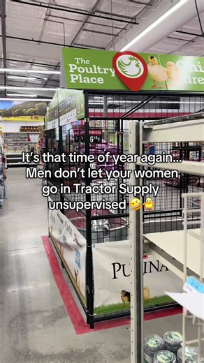 Spring Chickens Surprise in My Car!