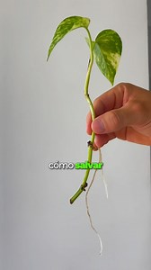 45K views · 2.3K reactions | ☠️ Cómo salvar un esqueje ☠️ Es muy...