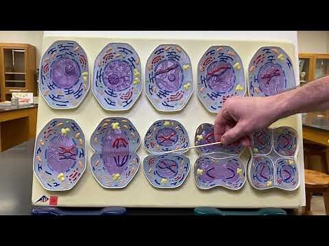 2402 Lab Meiosis Model