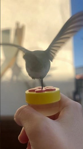 Hand-feeding Hummingbird #colibrí #humingbird #hummingbirdfeeders