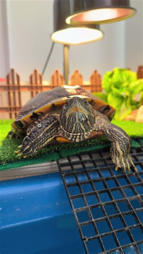 Insightful Moments with Red-Eared Slider Turtles