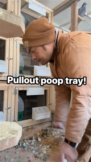 Really enjoying my DIY pull-out poop tray! 😅 Makes my pigeon maintenance routine so much easier and faster. Little upgrades like this make a big difference in the loft! @highlight | Bulacan Loft