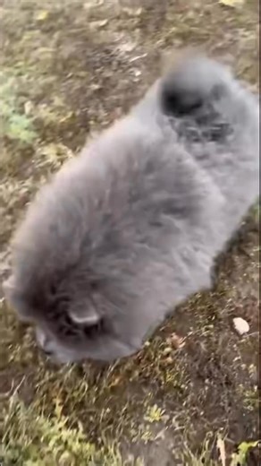 稀有蓝色松狮Blue Chow Chow💫#马来西亚松狮 #新加坡松狮 #香港松狮 #柬埔寨 #松狮犬舍#chowchow #chowchowmalaysia #malaysiachowchow #chowchowpuppy #chowchowlovers #chow #chowchowlife #chowchowphilipines #chowchowsingapore #chowchowgallery #chowchowlover #chowchowbear #chowchowlove #dogstagram #chowchowdog #chowchowbaby #chowchowsofinstagram #chowchowbrunei#chowchows #chowchowvietname #chowchowworld #chowchowcute #chowchowpuppies #松狮 #松狮犬 #中国松狮 #纯种松狮 | China Imported Chow Chow 中国松狮犬