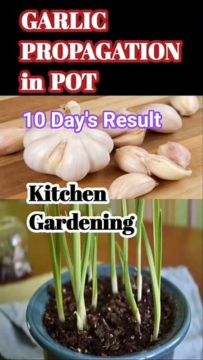 Garlic Propagation in Pot | How to Grow Garlic at Home Easily, 10 day's result. #shortvideo #garden