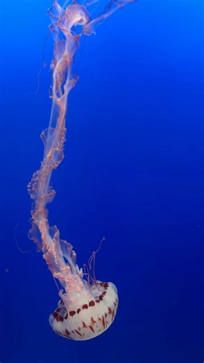 Jellyfish in Monterey Bay Aquarium