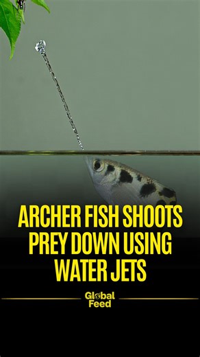 70K views · 655 reactions | The archer fish is a true sharpshooter of...