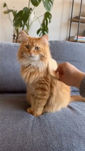 The Teleporting Pet Prank 🤣🐾 | 10-Second Chaos