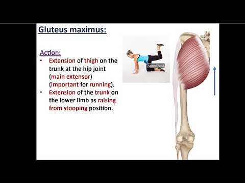Muscles of the Gluteal region - Dr. Ahmed Farid