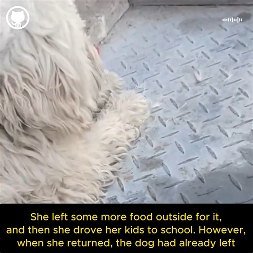 This pregnant dog appeared in front of this woman's house asking for food, she decided to do something else than just giving it the food | Animal Guardians United