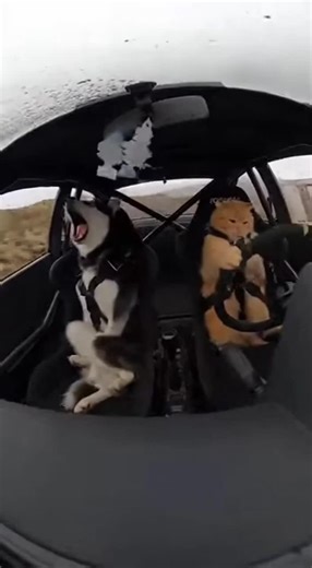 #Crazy Cat Driving #Dog Screaming for Help