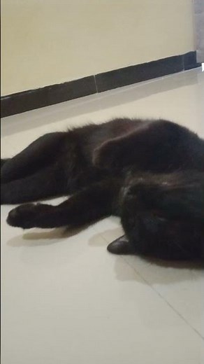 ZzzzzzzzzzzzZzZZZ‼️ 🤣 #shortvideo #cat #cute #fypシ #viral #catlovers