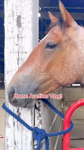 13K views · 309 reactions | So many beautiful horses at this sale! It was nice seeing some decent horses. I am waiting for the right horse to come along but I’m also attending many auctions over the next few weeks so we will see! #horseauction #horsesale #equestrian | Queen of Horse | Facebook