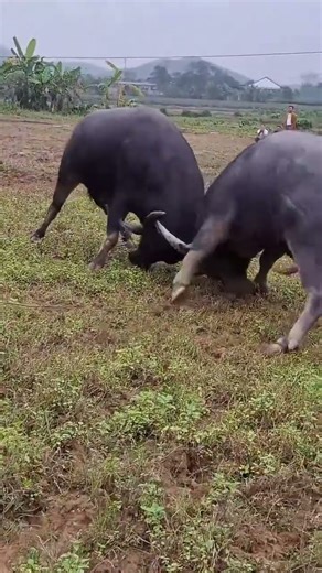 #Bullfighting enthusiast#Buffalo