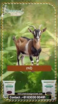 CSV33 Hedgelucern Seeds | High Yield Multi-Cut Fodder | Srinivas Agro Seeds