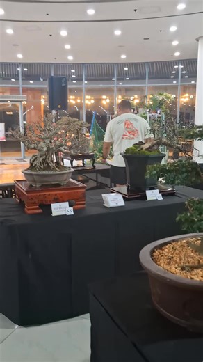 Bonsai Barako Competition 2025‼️ See at Robinsons Lipa tomorrow‼️ #bonsaibarako #bonsaiphilippines #bonsai | Sean Silvino