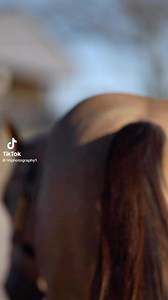 35 reactions | Two Eyed Tophand- Beautiful buckskin colt exclusively on Horsebid.com through February 13th! Chappell-Slavin Prospects. #nrha #aqha #prospect | HorseBid.com | Facebook