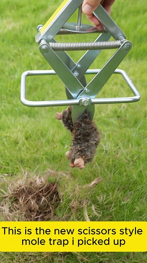 Effective Solutions for Moles in Your Yard