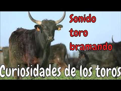 Sonido de toro bramando roaring bull SOUND