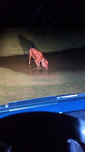 Coolest Guy at the Golf Course Parking Lot