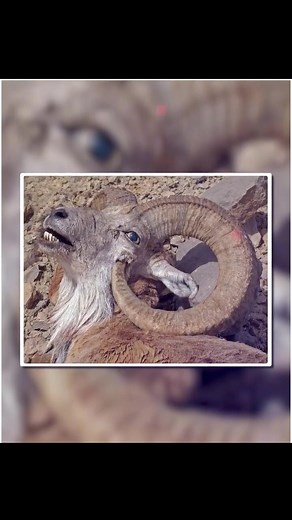 The Deadly Consequence of Growing Horns #animal #horn #wildlife #foryoupage #fypシ #viral #foryou #didyouknow #trending