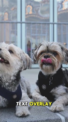 How to Shape Puppy Behavior Positively