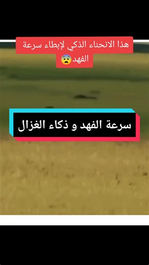سرعة الفهد مقابل الغزال: من الأسرع؟