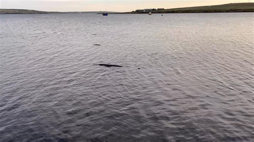 This morning our team were called out to a possibly stranded minke whale at St Margaret’s Hope, South Ronaldsay. The team quickly scrambled and arrived with all the kit needed to affect a rescue within half an hour of the initial call coming in! On arrival on site they found a sub adult minke whale free swimming very close to the sea defence wall. It seemed to be slightly disorientated and kept swimming away before looping back in to the wall. We believe that this whale may have gotten into trou