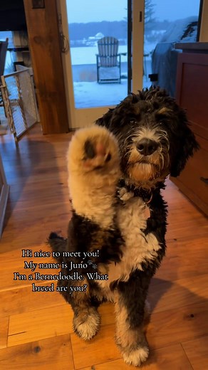 Meet Juno the Bernedoodle: A Friendly Introduction