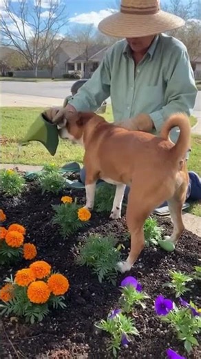 “He’s not just watching the street… he’s watching over her.” ❤️🐾