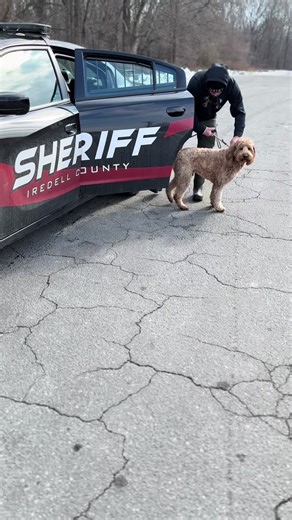 Detecting Heroes: The Work of K9 Rescue Dogs