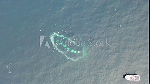 Humpback Whales (Megaptera novaeangliae) Bubble-Net feeding in Donegal Bay, Ireland
