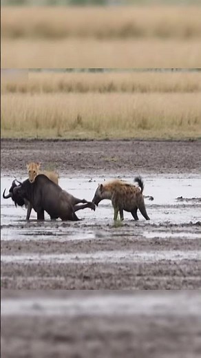 Lion And Hyena Attack Wildebeest From Both Sides In Savage Hunt