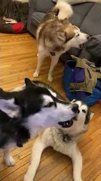 Howling Reviews hen Editing Malamute Videos #malamutelovers #howlingdogs #dogtalk