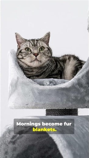 **You adopt a Persian cat and life changes forever 😺** #persianpaws #cat #catcaretips