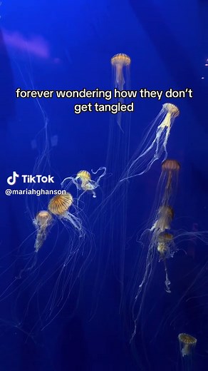 Daily Untangling of Jellyfish at Georgia Aquarium?