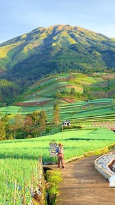 Restful scenery, Indonesia #NatureReels #CountrysideVibes #MorningMood #PeacefulPlaces #VillageLife #IndonesiaNature #CinematicReel | Mdz Fahmi