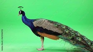 Peacock Standing Animation on Green Screen Background. Beautiful peacock bird standing animation loop on green screen, perfect for nature, wildlife, and creative projects.
