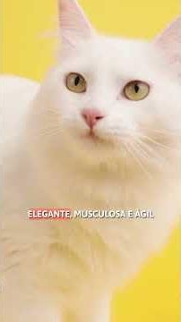 5 fatos interessantes sobre o gato Angorá Turco 🔆