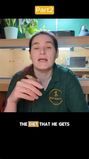 Meet Callie the Crested Gecko