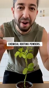 242K views · 9.9K reactions | Why you should never buy roses again..   We can fill the world with the roses we throw out in the trash.. imagine that. PS: This will also save you a trip to the store last minute when you forget to get flowers  . . . . #rose #roses #plants #gardening #lifehacks #diy #howto #kitchenhacks #recycle #upcycle #hacks #creativeexplained #regrow #clone #garden #planttips | creative explained | Facebook