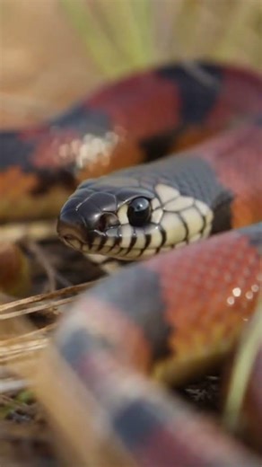 Unmasking the Enigmatic Long-Nosed Snake in Its Natural Habitat 🌿