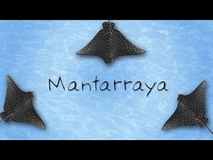 Las Mantarrayas son peces l las Mantarrayas Mini Documental